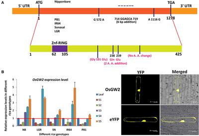 Silencing of an Ubiquitin Ligase Increases Grain Width and Weight in indica Rice